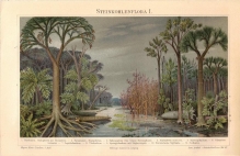 [ryciny, 1897] Steinkohlenformation I.-II. [skamieniałości z epoki karbonu]