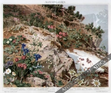 [rycina, 1895] Alpenpflanzen [kwiaty alpejskie]