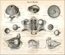 [rycina, 1893] Auge des Menschen [oko człowieka]