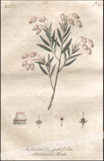 [rycina, 1821] Andromeda polifolia. Rosmarin Heide [Modrzewnica zwyczajna]