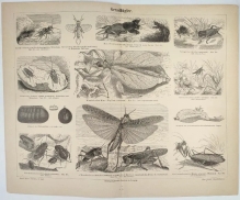 [rycina, ok. 1887] Geradflugler [prostoskrzydłe]