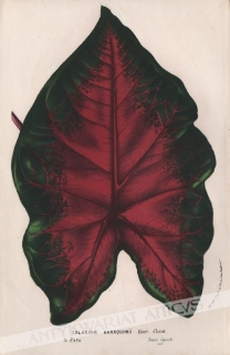 [rycina, ok. 1858] Caladium Baraquinii [Kaladium, rodzina obrazkowate]