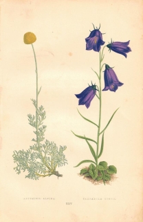 [rycina, 1873] Artemisia Alpina (Piołun alpejski) Campanula Hostil (Dzwonek dalmatyński)