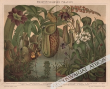 [rycina, 1895] Insektenfressende Pflanzen [rośliny owadożerne]