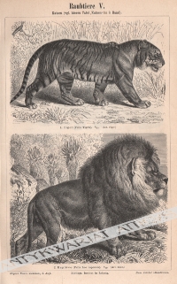 [rycina, 1897]  Katzen [Kotowate]:
1. Tiger (Felis Tigris) [Tygrys bengalski]2. Kaplowe (Felis Leo capensis) [Lew]