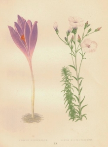 [rycina, 1873] Crocus Nudiflorus [Krokus nudiflorus, szafran nagokwiatkowy] Linum Suffruticosum [len]