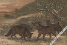 [rycina, ok. 1900] Wolf (Canis lupus) [wilki]