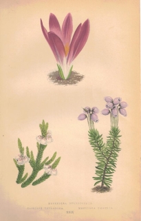 [rycina, 1873] Merendera Bulbocodium (Zimowit), Cassiope Tetragona (Kasjopeja) Menziesia Caerulea
