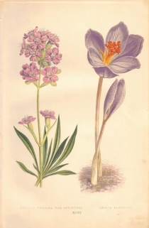 [rycina, 1873] Lychnis Viscaria [Smółka pospolita] Crocus Speciosus [Krokus okazały]