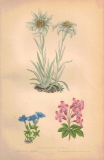 [rycina, 1873] Leontopodium Alpinum (Szarotka alpejska) Gentiana Verna (Goryczka wiosenna) Rhododendrum Hirsutum (Różanecznik kosmaty)