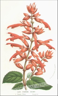[rycina, ok. 1853] Salvia Splendens Soucheti [szałwia błyszcząca]