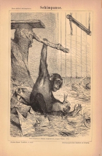 [ryciny, 1878] Schimpanse [szympans]