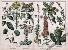 [rycina, 1887] Lythrum Salicaria [Krwawnica pospolita (i inne rośliny)]