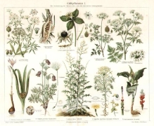 [ryciny, 1896] Giftpflanzen I. Giftpflanzen II. (Die Beschreibung der Pflanzen siehe unter den lateinischen Gattungsnamen). [rośliny trujące]