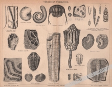 [rycina, 1878] Silurische Formation [fauna Syluru]