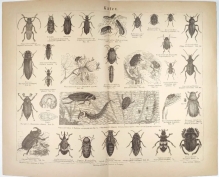 [rycina, 1878] Kafer [Chrząszcze]