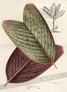 [rycina, ok. 1845] Pinanga veitchii [liście palmy daktylowej]