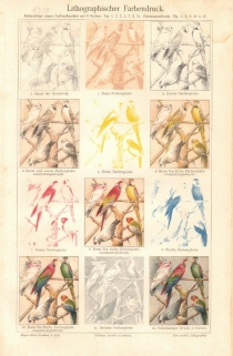 [rycina, 1908] Lithographischer Farbendruck. [litografia, kolejne fazy odbitki graficznej]