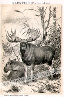 [rycina] Elentier (Cervus Alces) [Łoś]