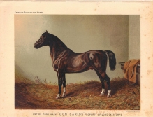[rycina] Entire Pony Hack \"Don Carlos\" Property of Lord Calthorpe