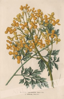 [rycina, ok.1880] Dielytra Chrysantha [rodzina dymnicowate]