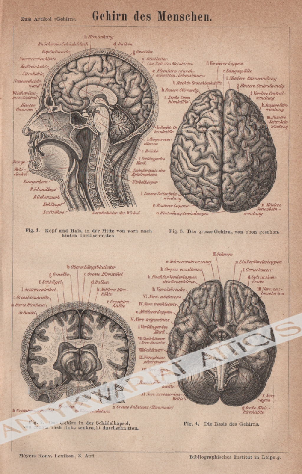 [rycina, 1877] Das Gehirn des Menschen [ludzki mózg]