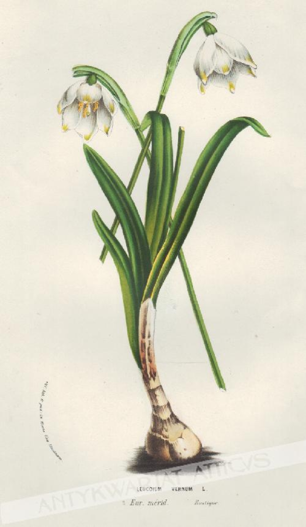 [rycina, 1845] Leucoium Vernum L. [Śnieżyca wiosenna]