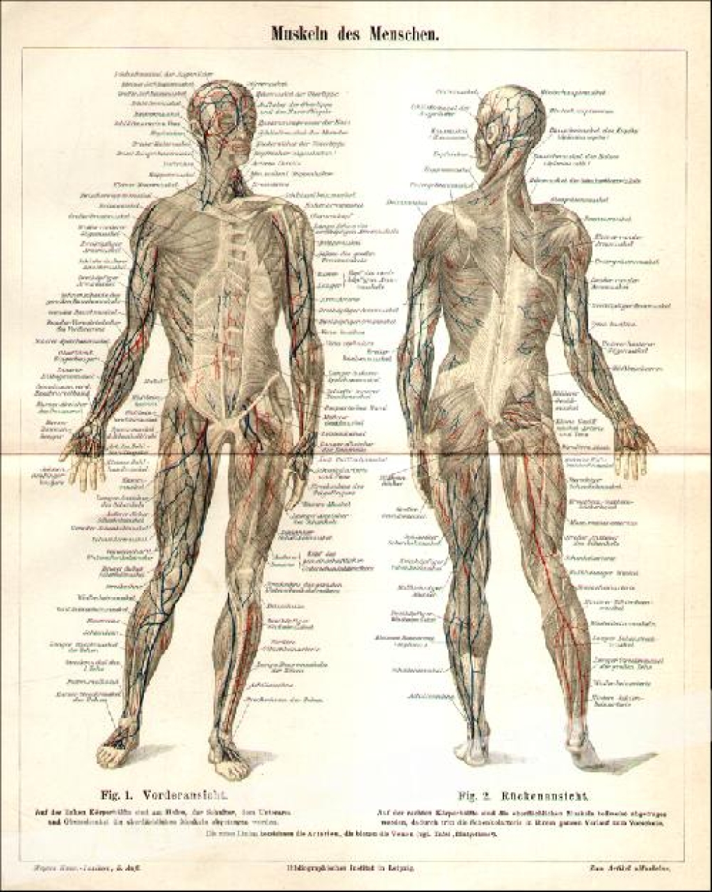 [rycina, 1897] Muskeln des Menschen [układ mięśniowy człowieka]