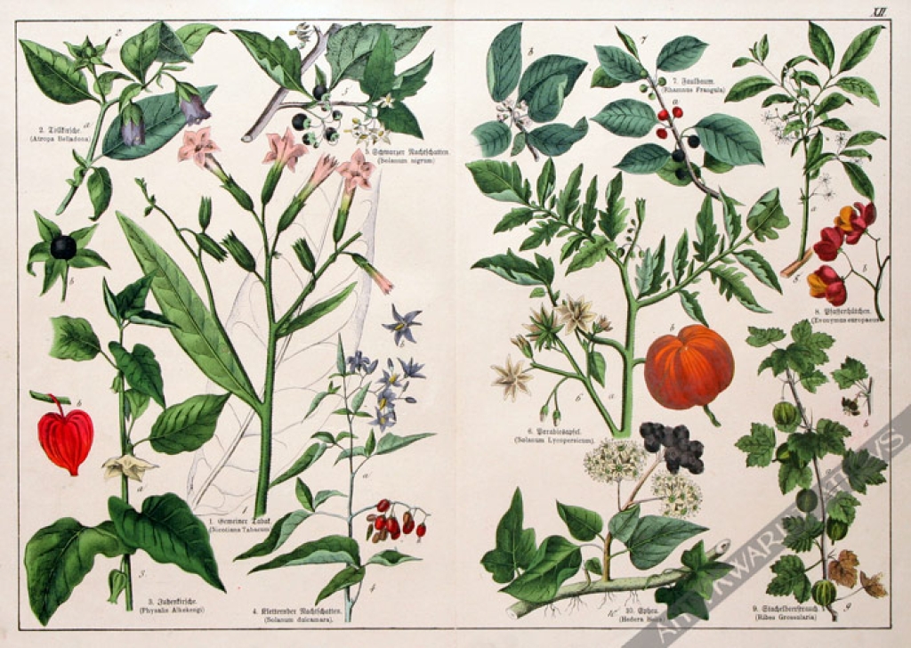 [rycina, 1887] Pentandria Monogynia  [m. in. tytoń, wilcza jagoda, pomidor, agrest]