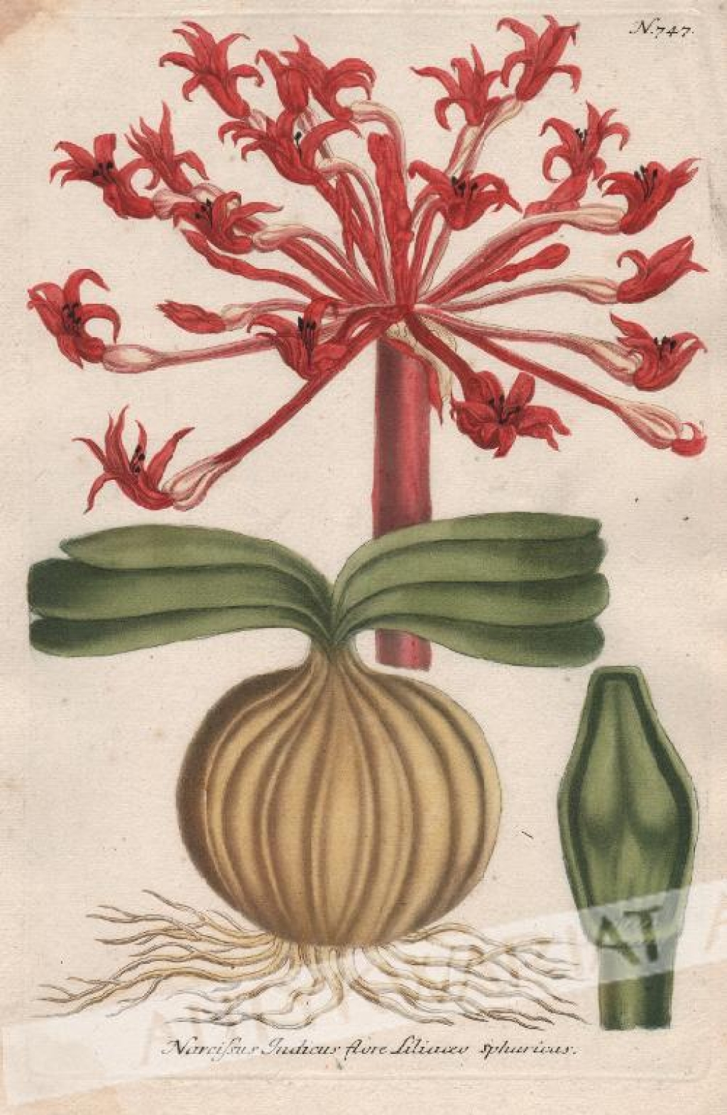 [rycina, 1742] [Narcyz] Narcissus Indicus flore Liliaceo sphaericusWEINMANN Johann Wilhelm, SEUTTER Bartholomäus 