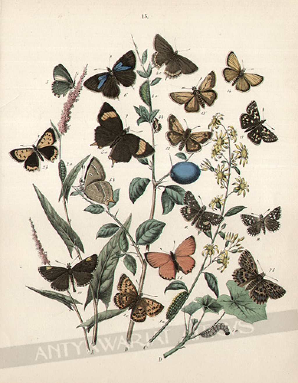 [rycina, 1882] [motyle, rodzina modraszkowate (Skipper Lycaenidae)]