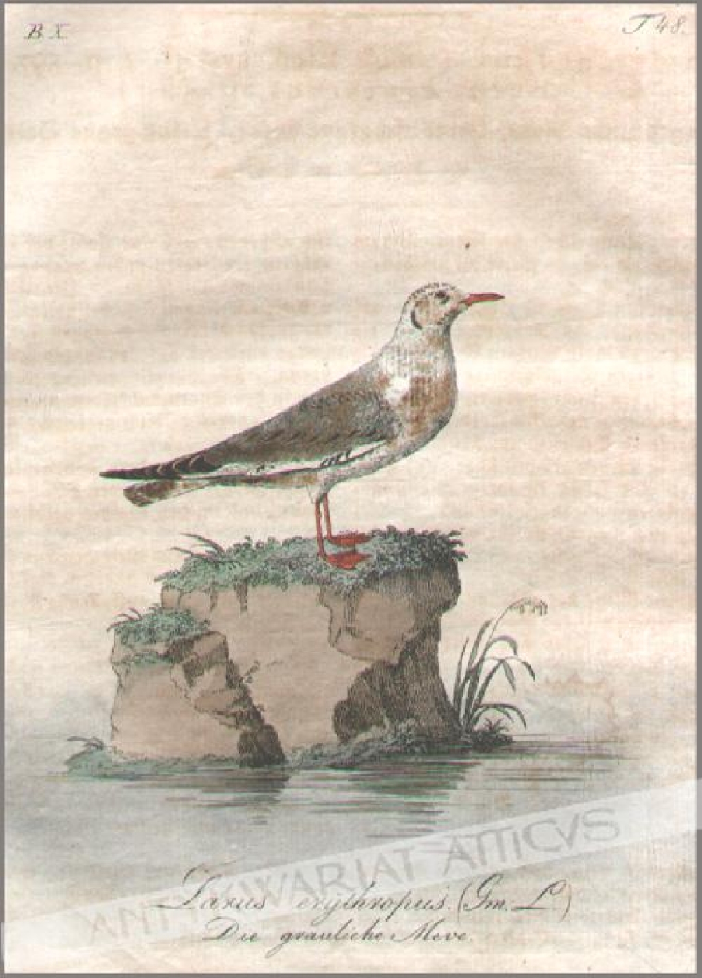[rycina, 1821] Larus erythropus. Die grauliche Meve [mewa]