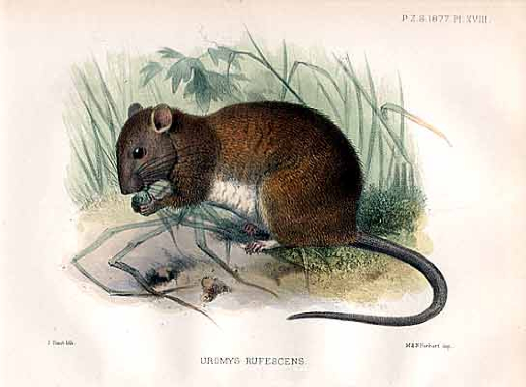 [rycina, 1877] Uromys rufescens  [szczur]