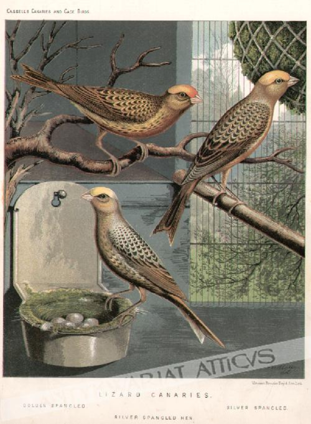 [rycina, ok. 1880] Lizard Canaries [kanarki]