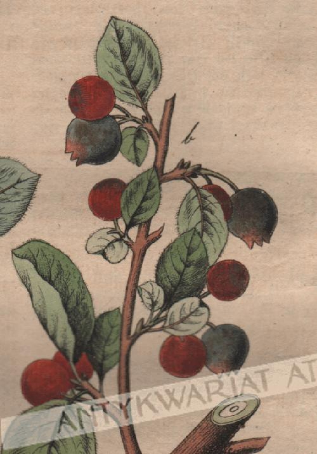 [rycina, 1821] Mespilus cotoneaster. Zwergmispeln [irga czarna]