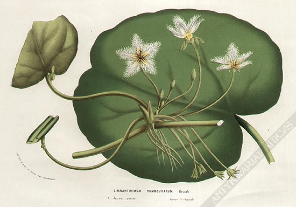 [rycina, ok. 1880] Limnanthemum Humboltianum Griseb
