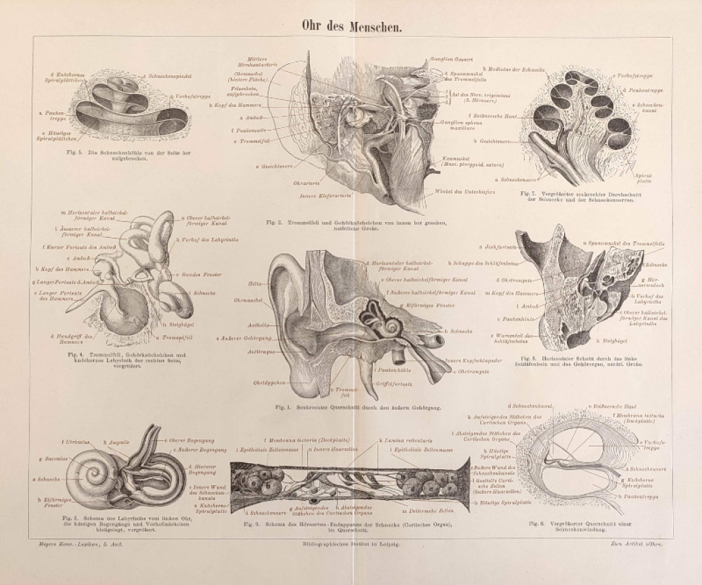 [rycina, 1896] Ohr des Menschen [ucho człowieka]