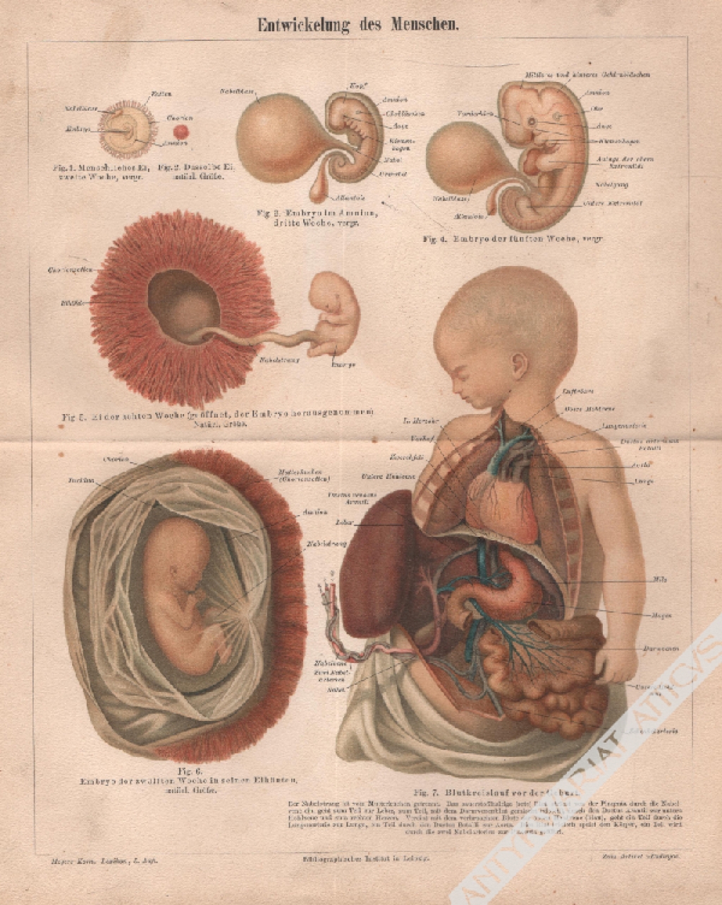 [rycina, 1895] Entwickelung des Menschen. [rozwój płodu ludzkiego]