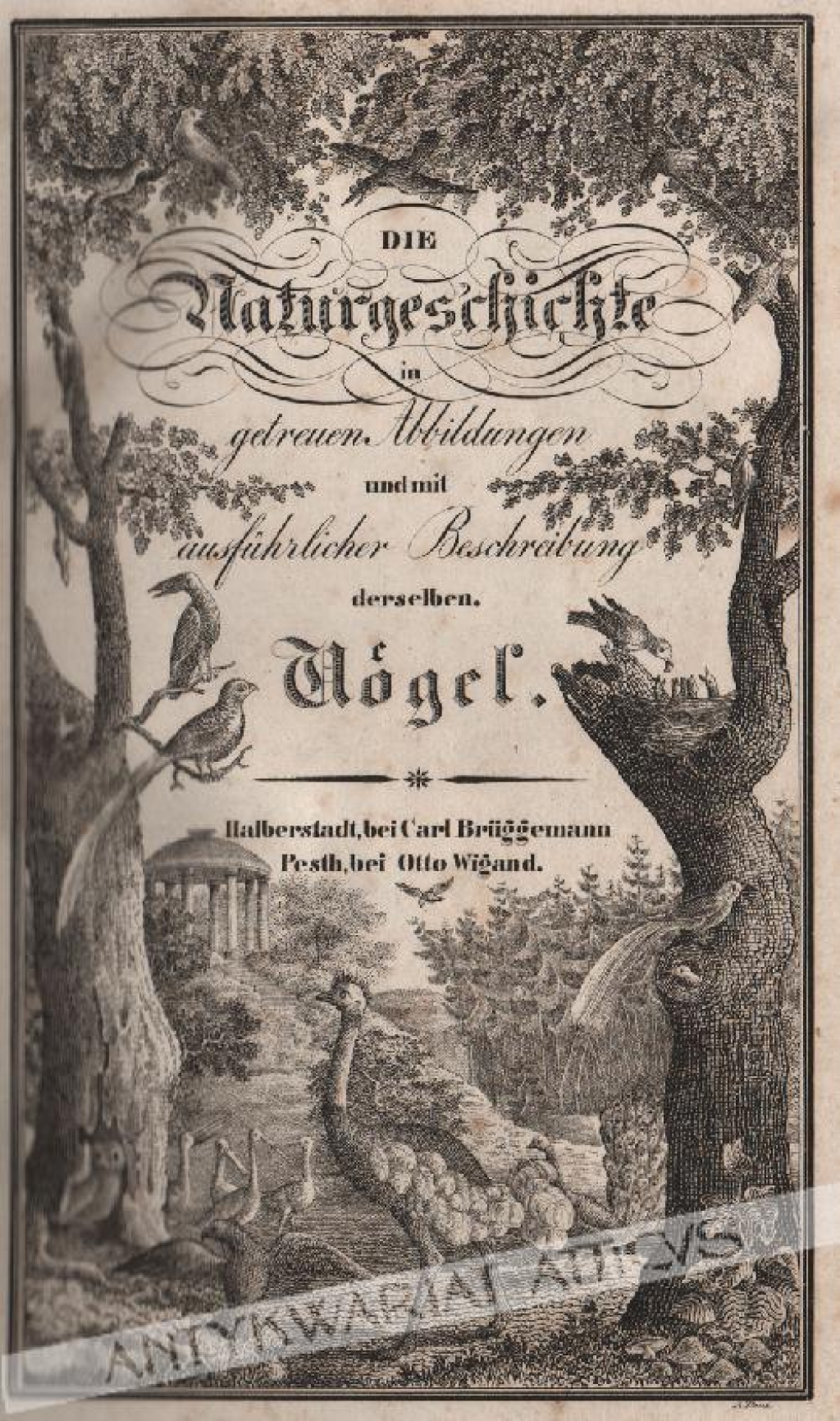 Die Naturgeschichte in getreuen Abbildungen und mit ausfugrlischer Beschreibung derselben. Vogel