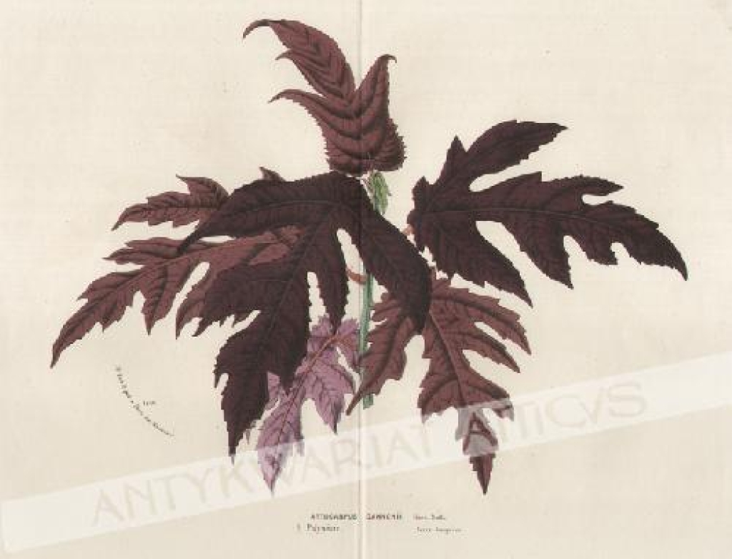 [rycina, ok. 1880] Artocarpus Cannonii Hort. Bull., Polynesie