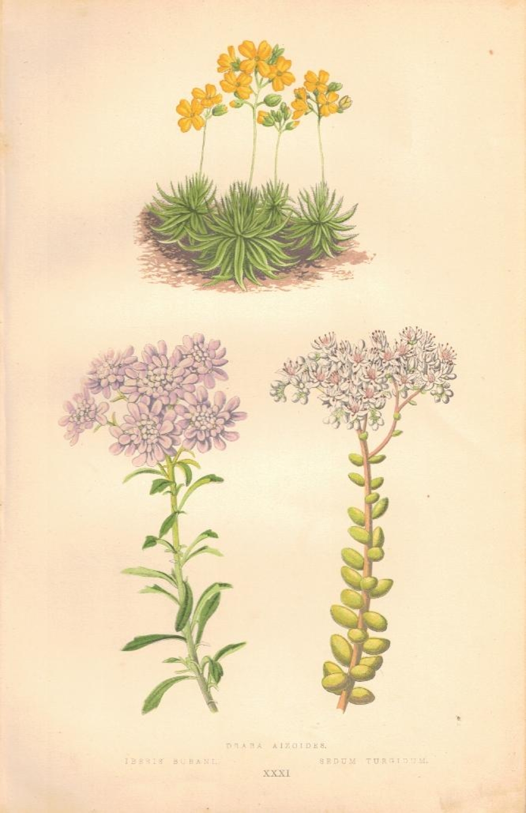 [rycina, 1873] Draba Aizoides (Głodek mrzygłód) Iberis Bubani (Ubiorek) Sedum Turgidum (Sedum Rozchodnik)