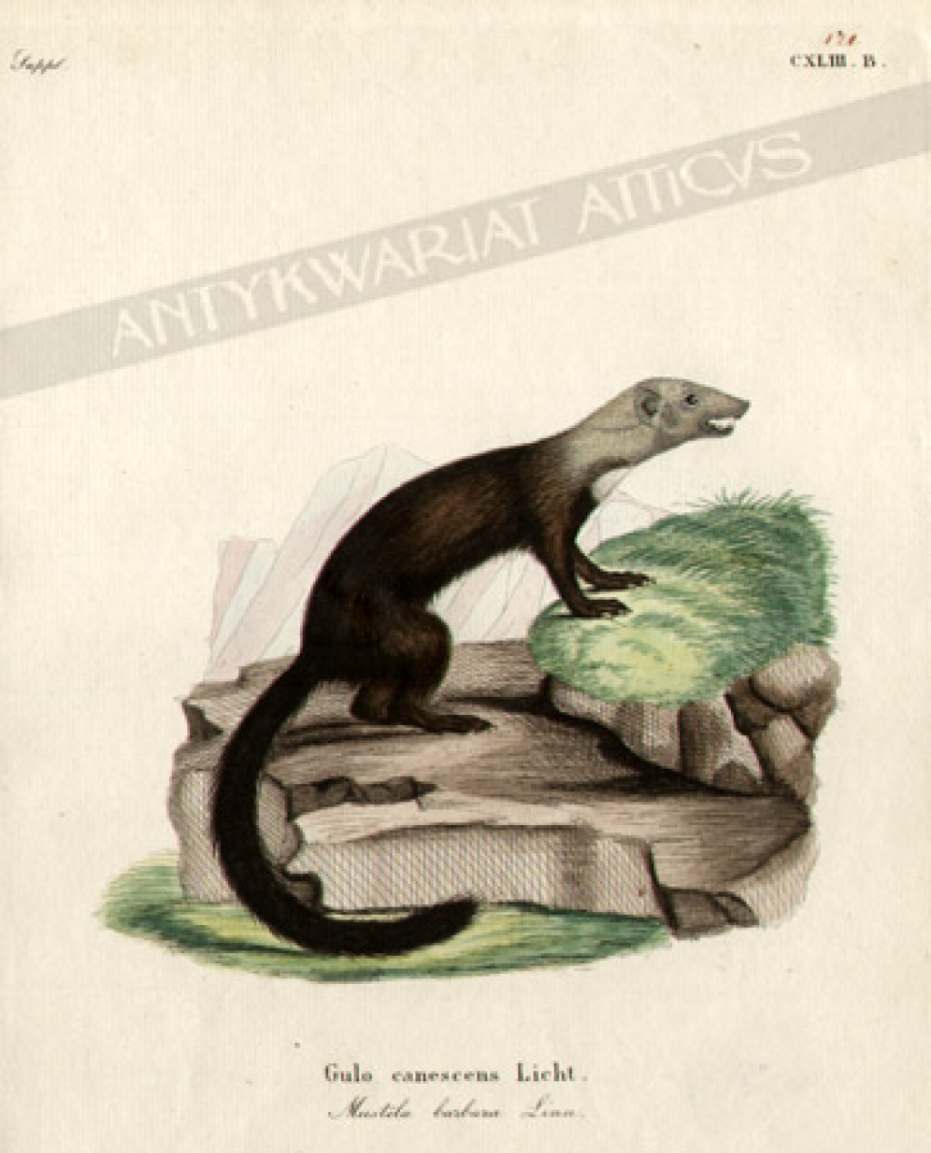 [rycina, ok. 1775] Gulo canescens Licht. Mustela barbara Linn[Hirara][Eira barbara]