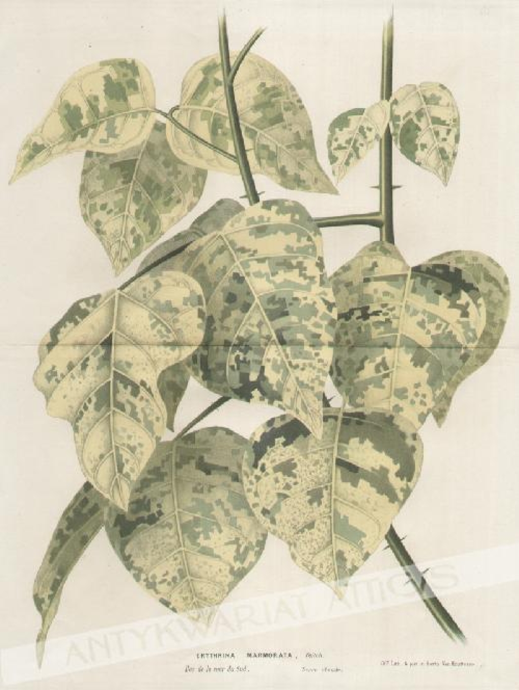 [rycina, ok. 1880] Erythrina Marmorata, Veitch