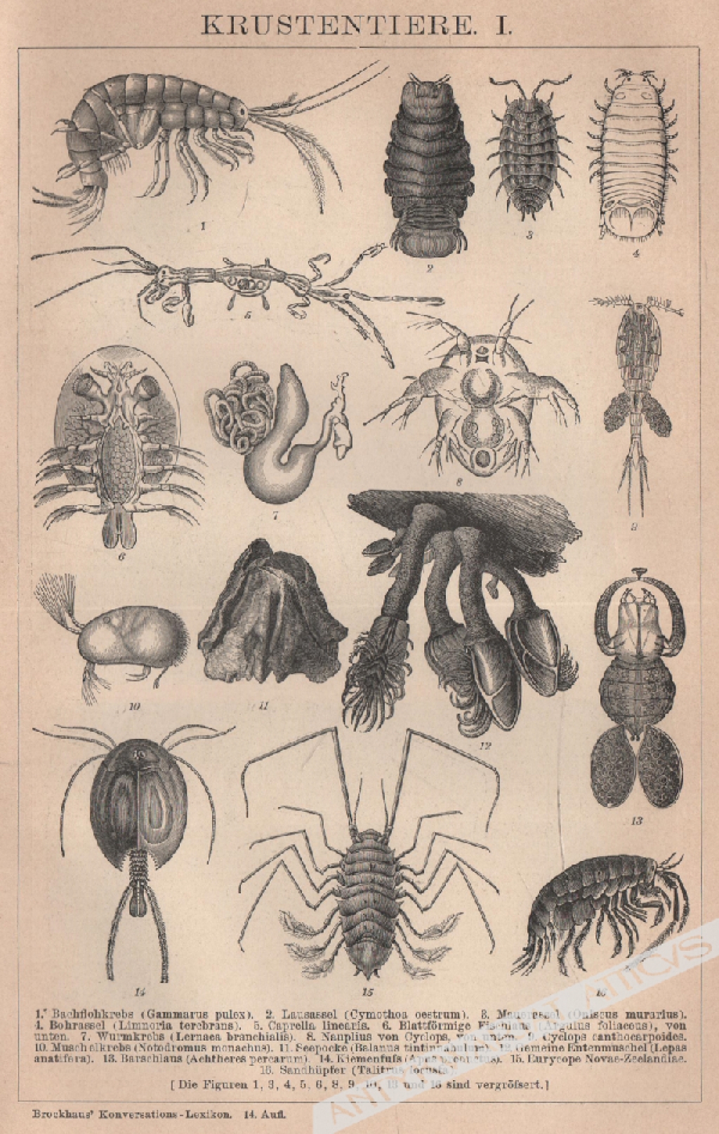 [rycina, 1894] Krustentiere I-II. [skorupiaki]