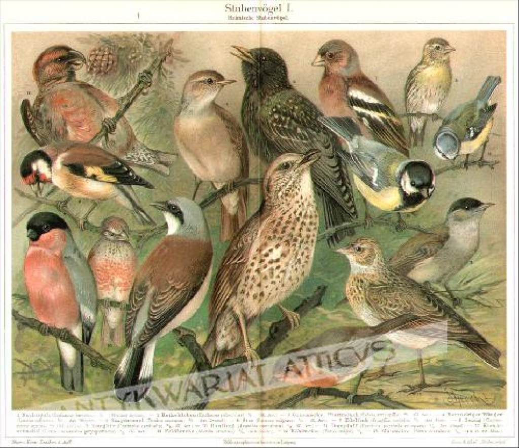 [rycina, 1897] Stubenvögel I. Heimische Stubenvögel [ptaki śpiewające]