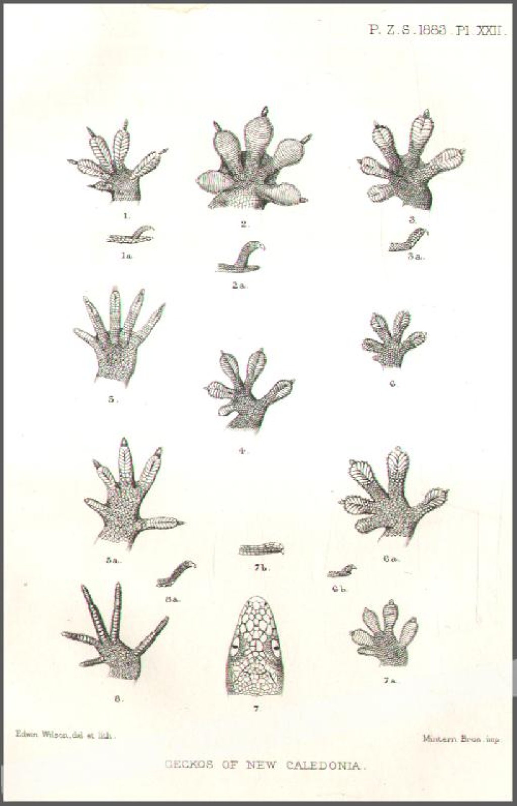 [rycina, 1883] Geckos of New Caledonia  [gekony]