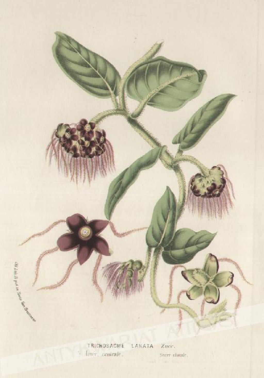 [rycina, 1856] Trichosacme Lanata [Asclepiadaceae] [flora of Mexico]