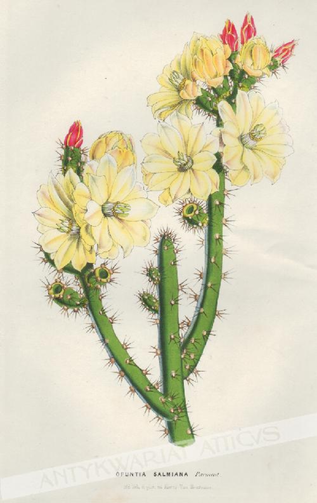[rycina, 1851] Opuntia Salmiana [opuncja, rodzina kaktusowate]