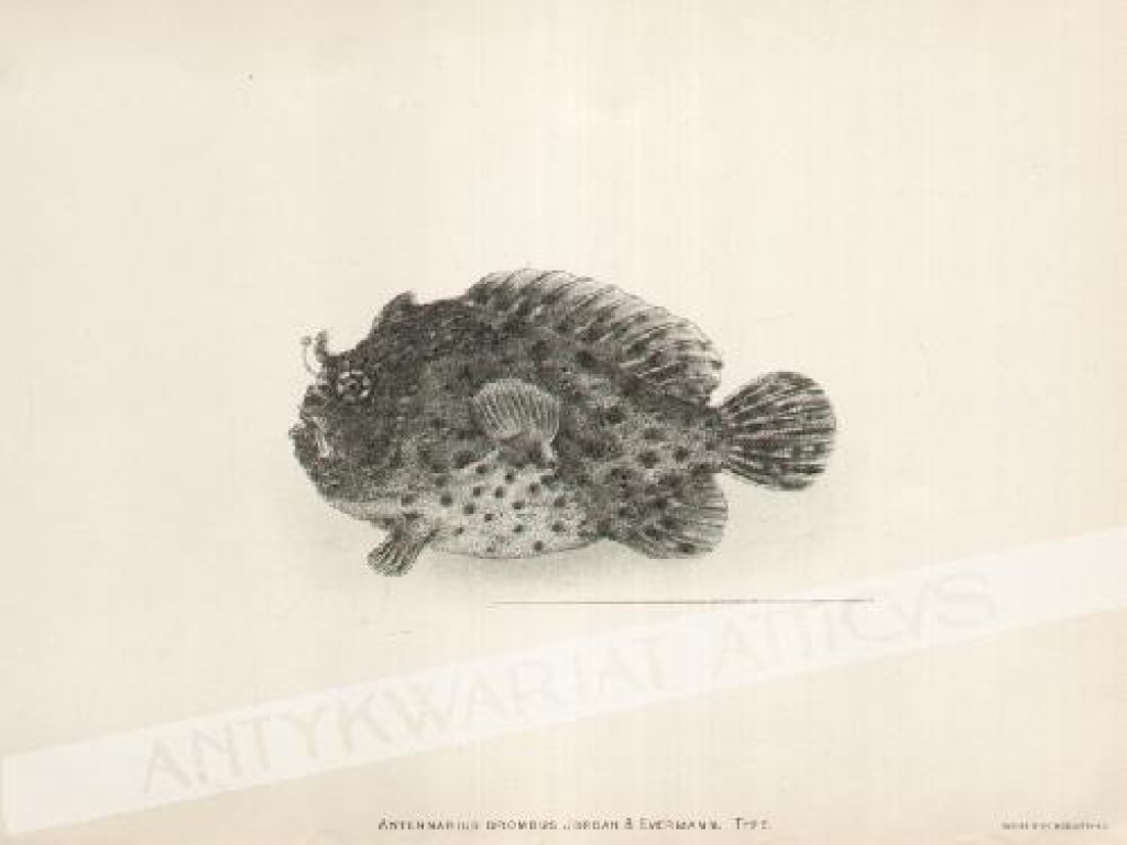 [rycina, 1905] Antennarius Drombus Jordan & Evermann. Type. 