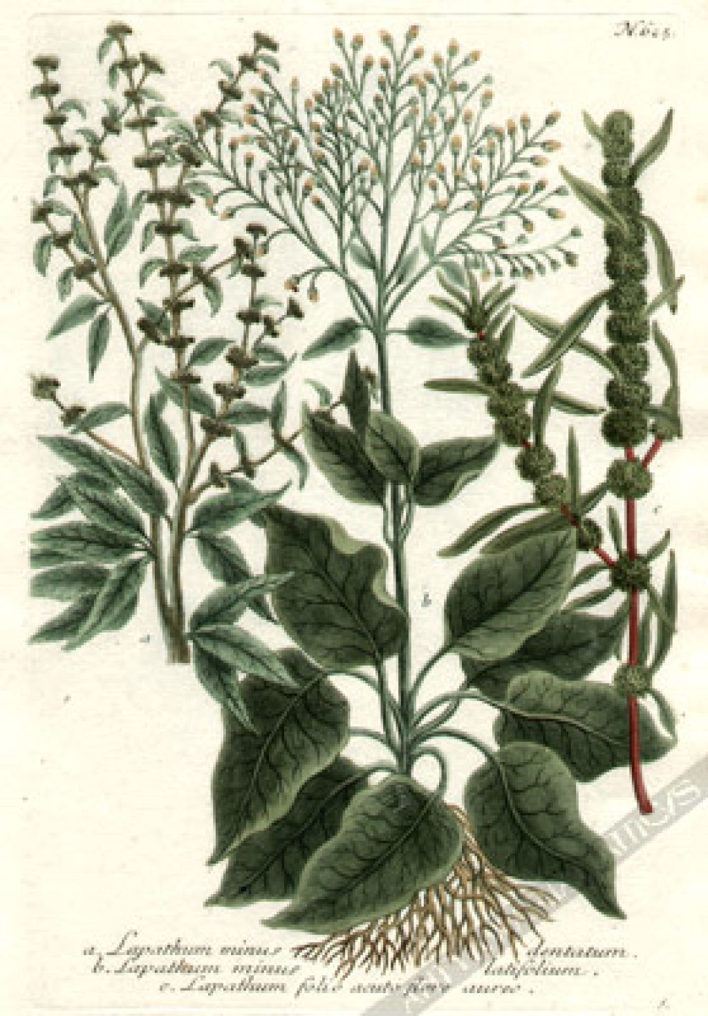[rycina, 1737-1745] a. Lapathum minus dentatumb. Lapathum minus latifoliumc. Lapathum folio acuto flore aureo